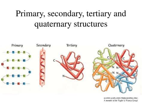 Fajarv Protein Structure Primary Secondary Tertiary And Quaternary ...