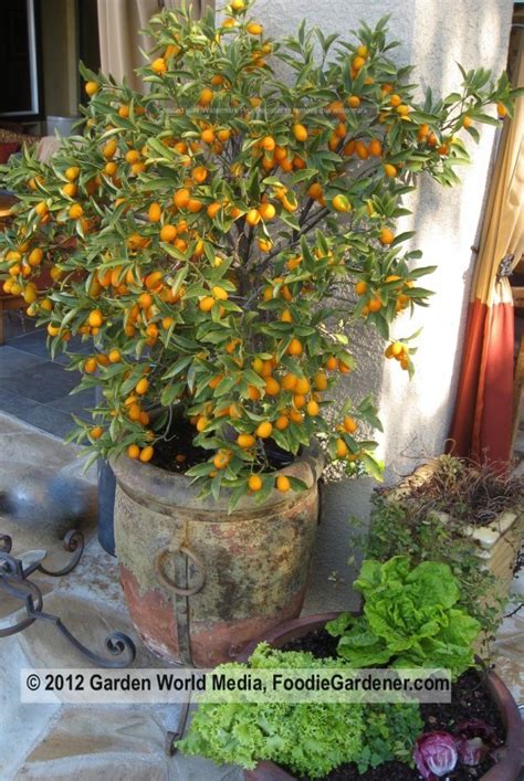 How to Grow Kumquat, Easy Tips for Growing and Harvesting Kumquat ...