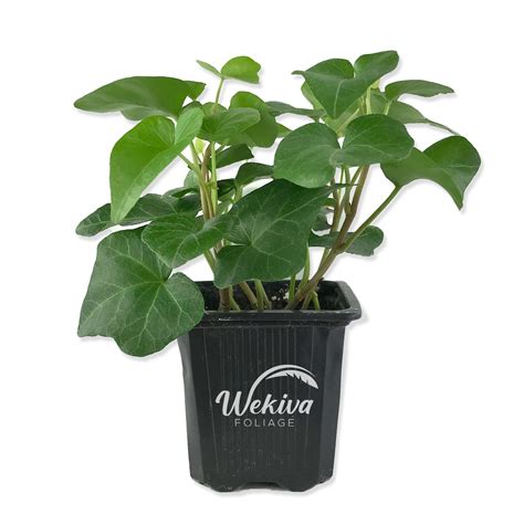 Wekiva Foliage English Ivy - 4 Live Plants, 3 Inch Pots - Hedera Helix - Indoor Air Purifying ...