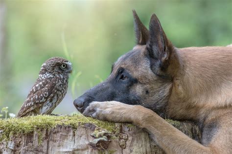 7 Top Animal Photography Tips Blog - ViewBug.com