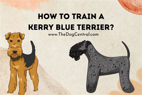 How to Train a Kerry Blue Terrier? | The Dog Central