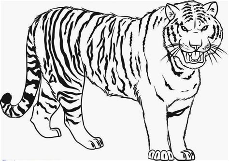 Tiger Line Drawing at GetDrawings | Free download