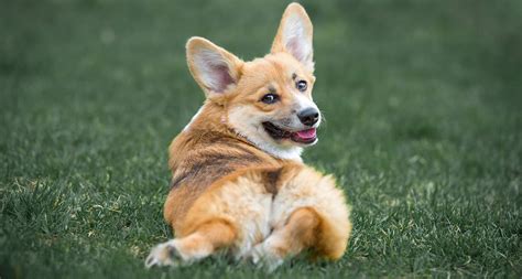 Facts About the Corgi Sploot