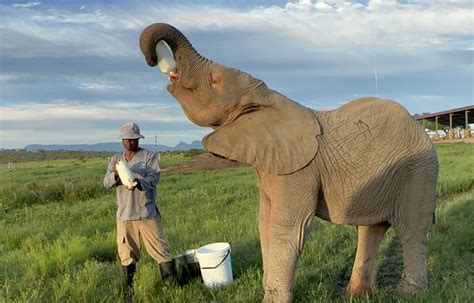 Albino Baby Elephant, Khanyisa is 830 Kilograms! | HERD