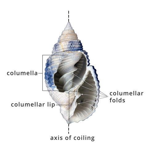 1.1 Gastropoda Shell Form | Digital Atlas of Ancient Life