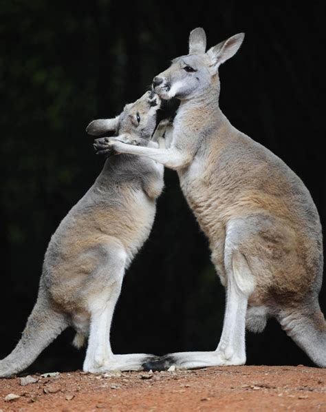 22 Adorable Animal Kisses (PICTURES) | HuffPost UK