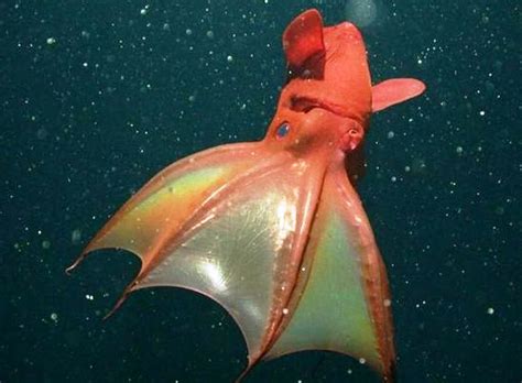 Vampire Squid | Vampire squid, Beautiful sea creatures, Underwater ...