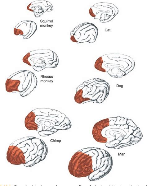 Figure 12.2 from A RECONSTRUCTION OF THE INJURY TO PHINEAS GAGE ...