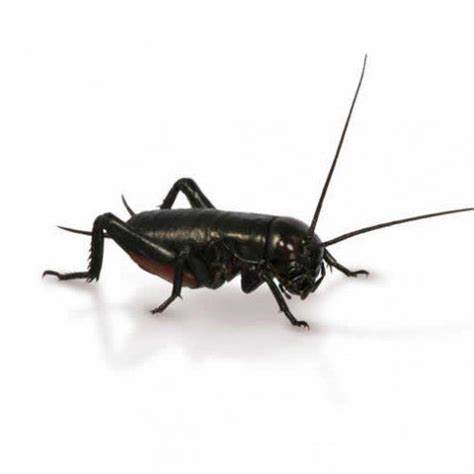 Medium Small Black Crickets 6-8mm - 150 Pack | Reptiles pet, Cricket insect, Pet hacks