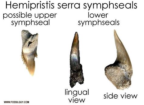 Snaggletooth Shark Facts and Information in 2022 | Shark tooth fossil, Shark facts, Shark teeth