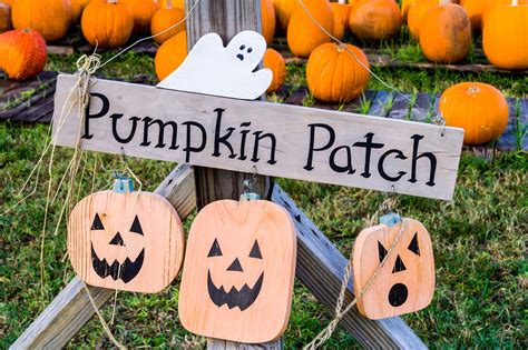 Halloween Pumpkin Patch - Free photo on Pixabay - Pixabay