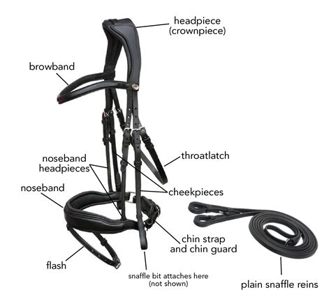 It’s all in your head… or your horse’s head! Fitting a Bridle Properly ...