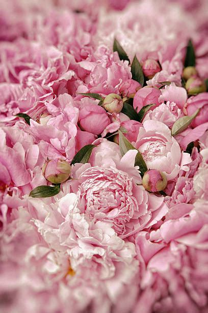 Top 60 Peony Painting Stock Photos, Pictures, and Images - iStock