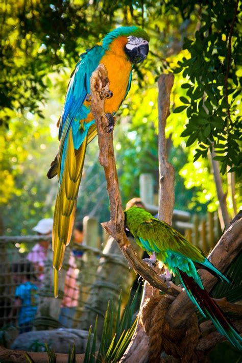 Blue Macaw | Macaw, Beautiful birds, Blue macaw