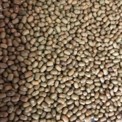 Moth Dal at Rs 75/kilogram | Moth Bean in Jodhpur | ID: 20859496897