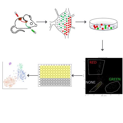 Single-cell sequencing and analysis