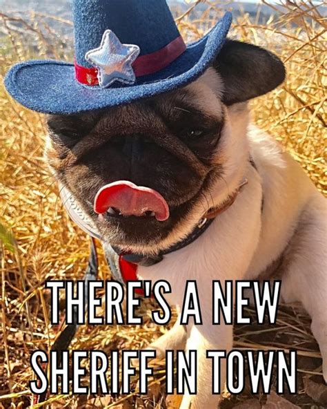 101 Lovable Pug Memes That Are Too Puggin' Cute