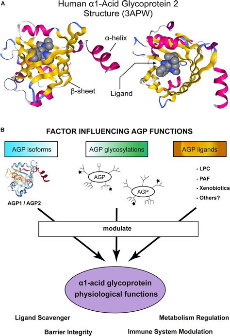 Glycoprotein Function