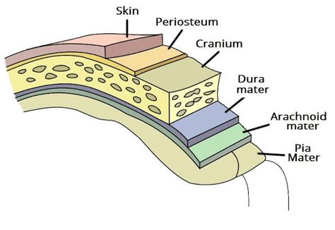 Pia Mater: - Dr. Geet Says - Medium