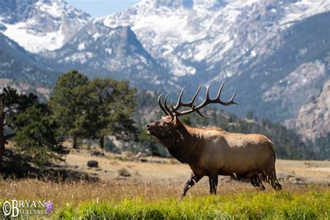 Rocky Mountain Bull Elk - Wildernessshots Photography