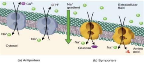 Active membrane transport Flashcards | Quizlet