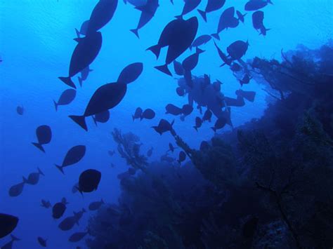 Wildlife of the Chagos islands