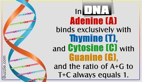 The 4 DNA Bases and Their Strict Pairing Rules