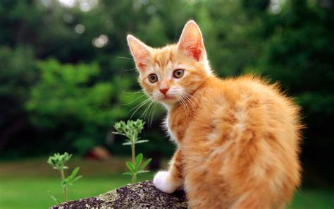 Small beautiful red cat on the stone wallpapers and images - wallpapers, pictures, photos