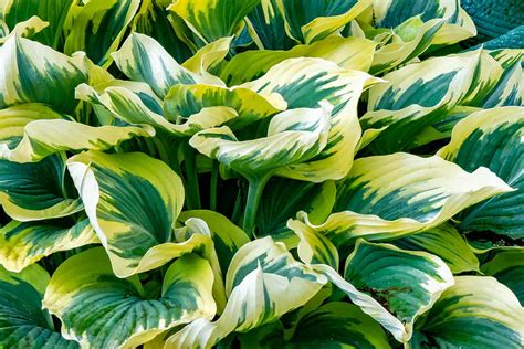 How to Keep Hostas Small