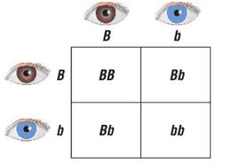 Punnett Square Calculator Eye Color