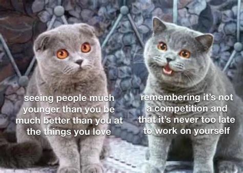 2 cats meme template : r/MemeTemplatesOfficial