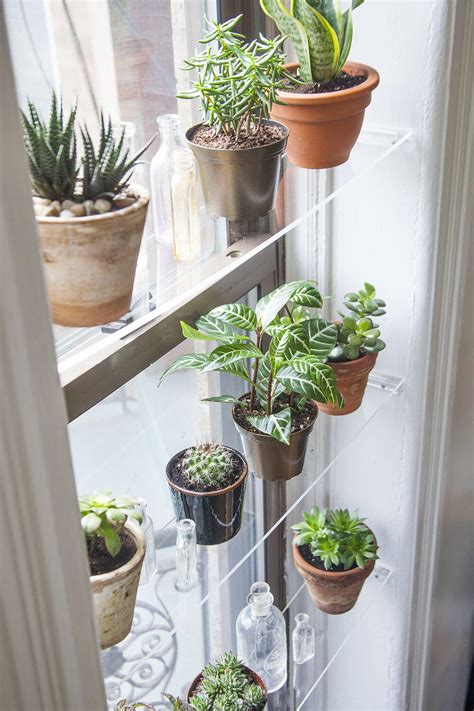 15 beautiful window plants ideas that will freshen up your house - Page 5 of 15 ...