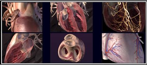 OTOT JANTUNG -MYOCARDIUM-JANTUNG | Berita Biologi