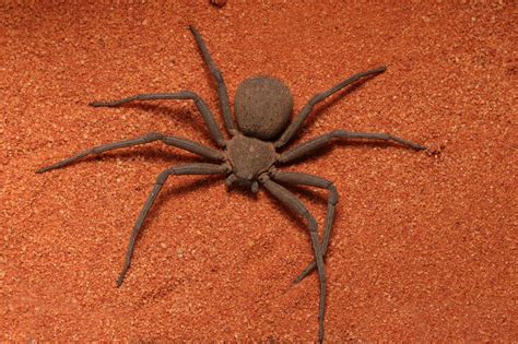 Six Eyed Sand Spider Facts (and photos) - The Spider Blog