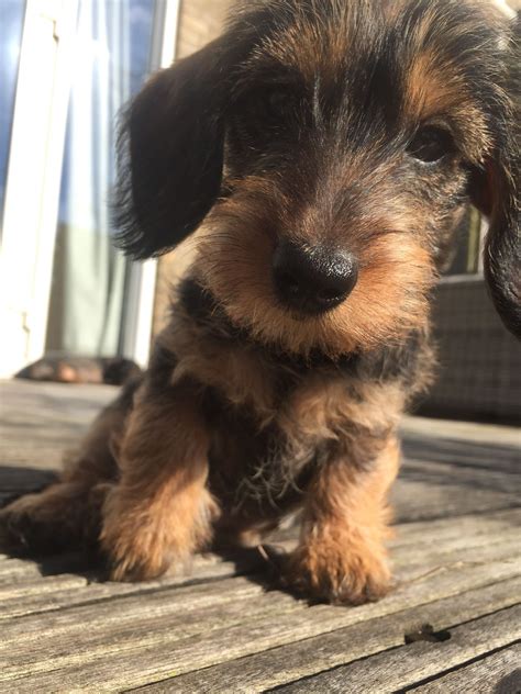 Wirehaired Dachshunds Puppies : Mini Wirehaired Dachshund Puppies | Mansfield, Nottinghamshire ...