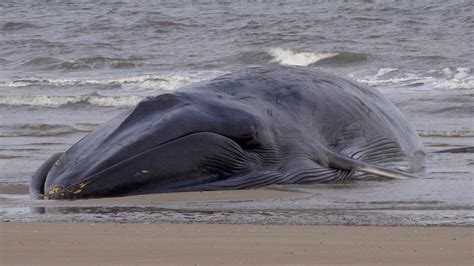 Whale stranded off Bridlington's South Beach dies - BBC News