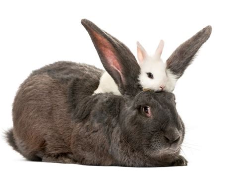 What's the difference between a rabbit and a hare? | Merriam-Webster