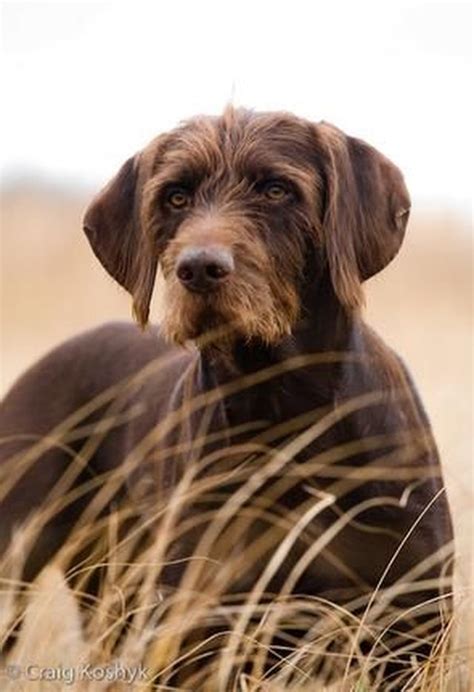 Pudelpointer Dog Breed Facts & Information | Cuteness