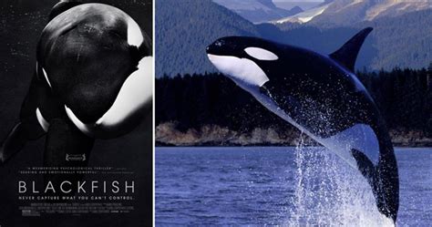 Watch Trailer For "BLACKFISH", The Orca Documentary That SeaWorld™ Does ...