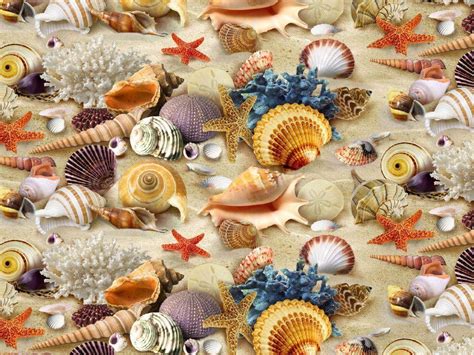 Sea Shells Wallpapers - Wallpaper Cave