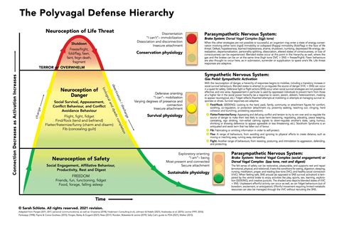 The Polyvagal Theory and Horses: An Introduction — EQUUSOMA