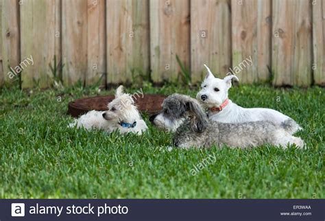 Dogs Playing Stock Photo: 83064306 - Alamy