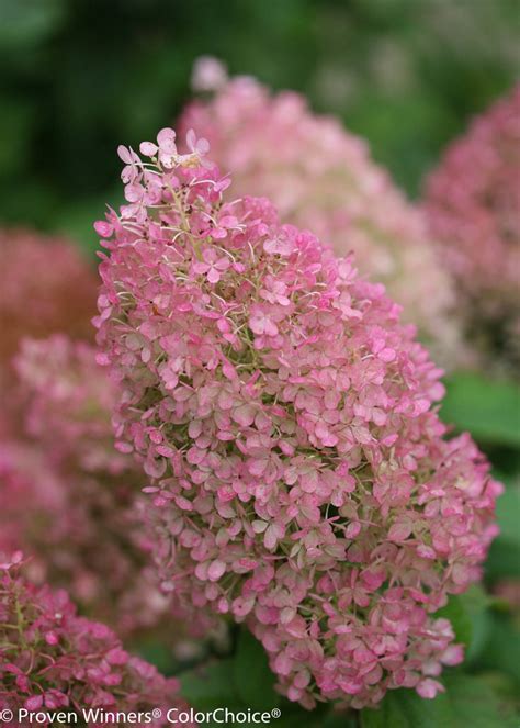 Bobo® Panicle Hydrangea 3 Gallon Proven Winners - Etsy