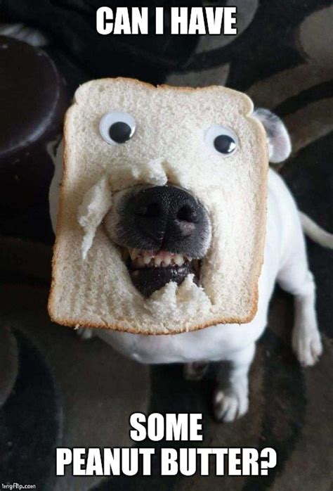 DOG BREAD - Imgflip