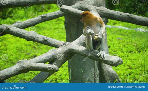 Proboscis Monkeys in Borneo. Malaysia. Stock Footage - Video of monkey, sandakan: 280561046