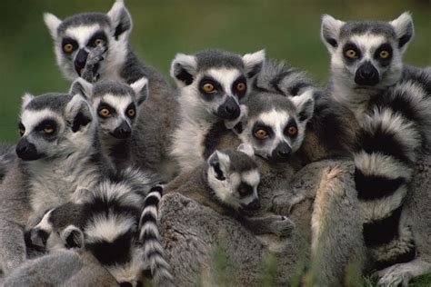 Ring-tailed Lemur Lemur Catta Group Photograph by Gerry Ellis - Fine ...