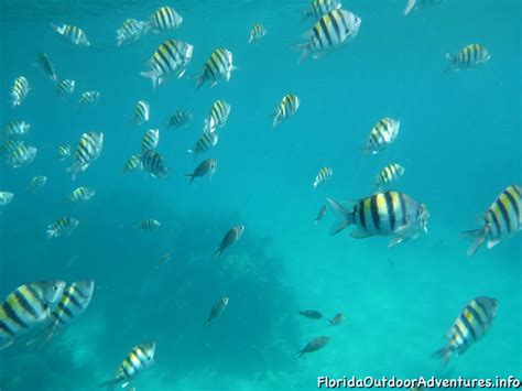 Sombrero Lighthouse Reef Snorkel In Calm Seas – Florida Snorkeling ...