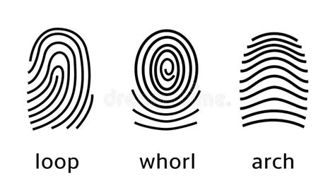 Three Fingerprint Types on White Background. Loop, Whorl, Arch Patterns Stock Vector ...