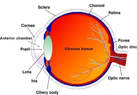 The human eye diagram (COMS). | Download Scientific Diagram