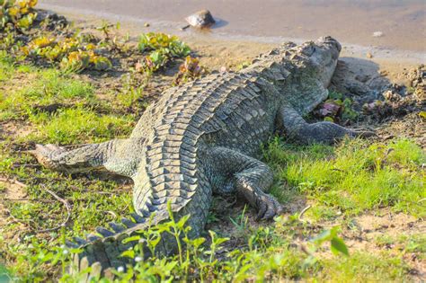 Cannundrums: Mugger Crocodile